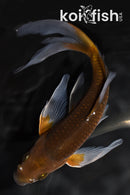 7.5" OCHIBA SHIGURE BUTTERFLY