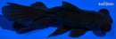 5.25" TELESCOPE FANTAIL GOLDFISH