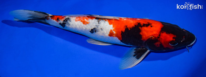 13.25" SHOWA