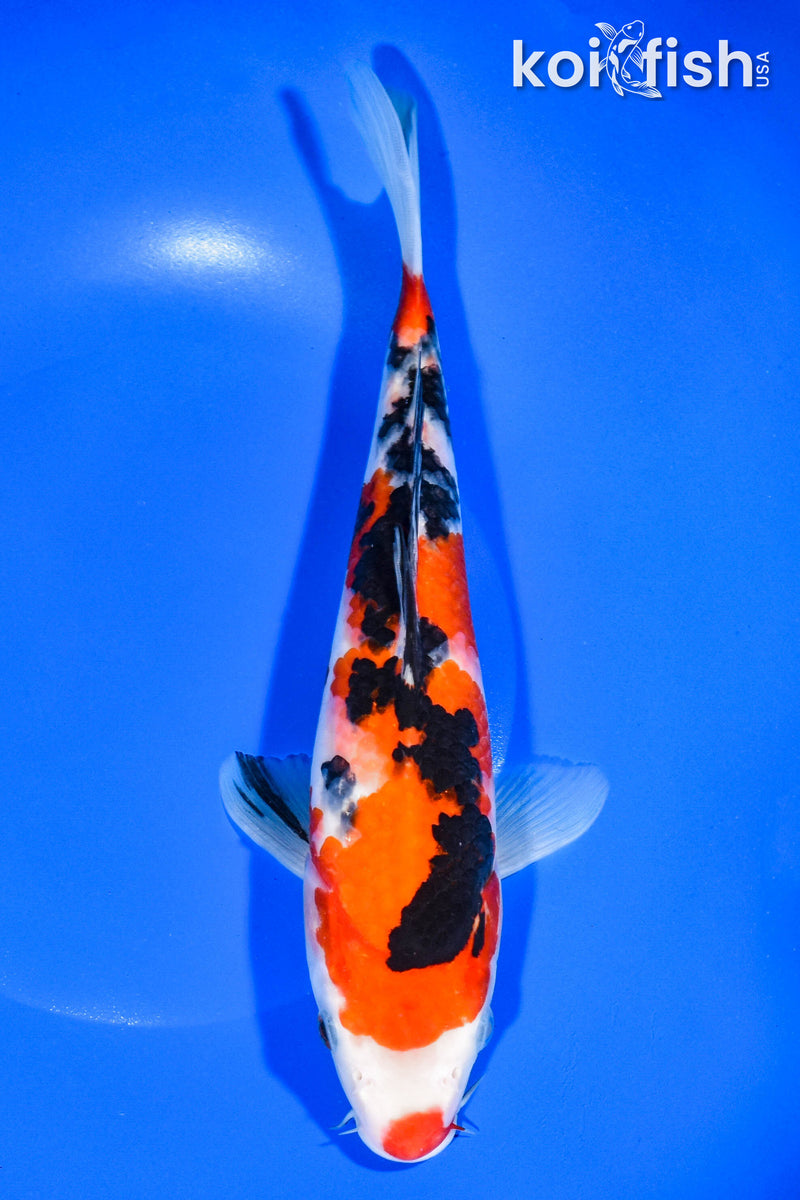10.25" SANKE