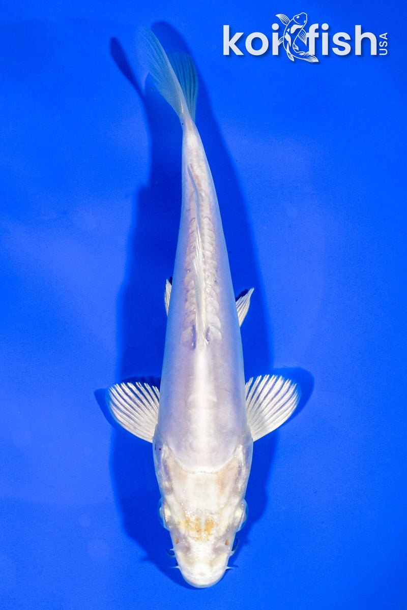 6.75" DOITSU PLATINUM OGON