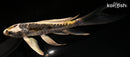 5.75" KIN KIKOKURYU BUTTERFLY