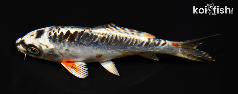 5.25" BENI KIKOKURYU