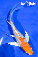 5.5" HARIWAKE BUTTERFLY