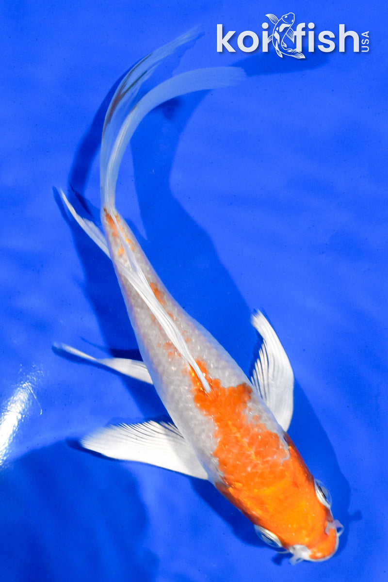 5.5" HARIWAKE BUTTERFLY