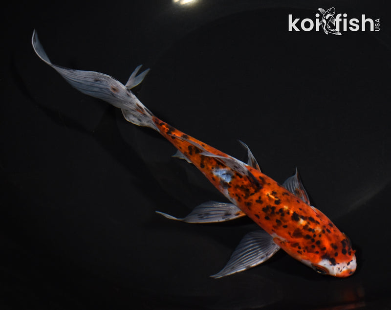 8" SHUBUNKIN GOLDFISH