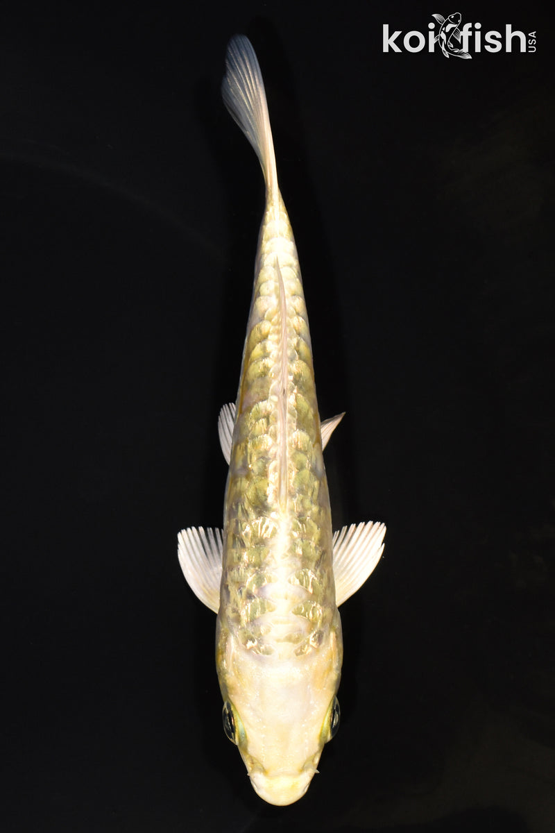 5.5" GINRIN ARAGOKE YAMABUKI OGON