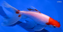 6.25" SARASA WAKIN GOLDFISH