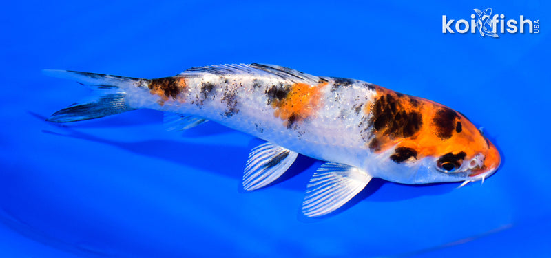 5.5" YAMATO NISHIKI
