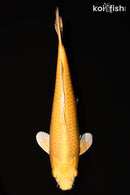 15.75" YAMABUKI OGON