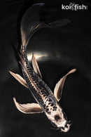 8.25" KIKOKURYU BUTTERFLY