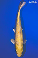 11" YAMABUKI OGON