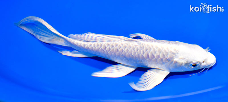 7.75" ARAGOKE PLATINUM OGON BUTTERFLY