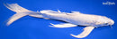 10.25" PLATINUM OGON BUTTERFLY