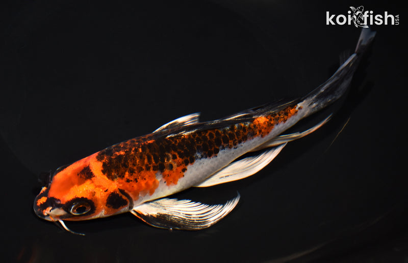 8.5" KUJAKU BUTTERFLY
