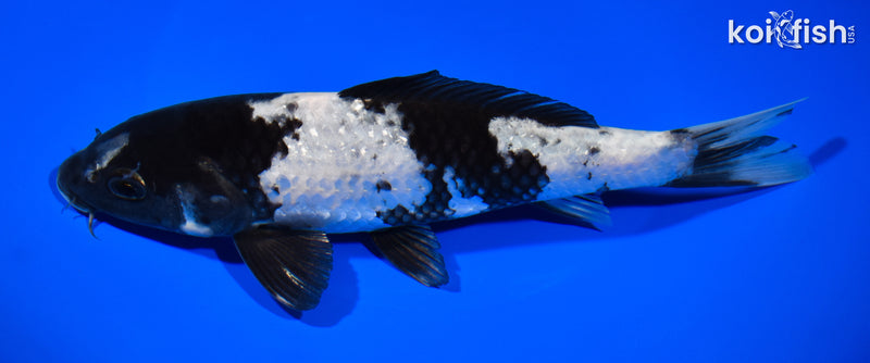 7.5" GIN SHIRO UTSURI