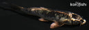 4.25" GINGA