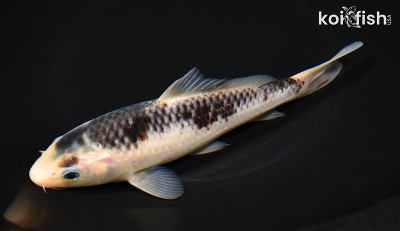 7" GOSHIKI
