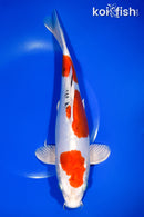 10.75" HEISEI NISHIKI