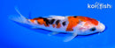 5.5" SANKE