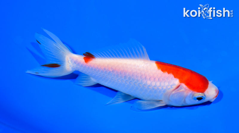 4.75" WAKIN GOLDFISH