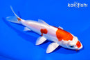 6.75" KIKUSUI