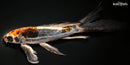 10" BENI KIKOKURYU BUTTERFLY