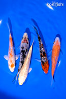 PACK OF (5) 4-5" GINRIN STANDARD KOI