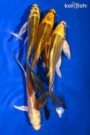 PACK OF (5) 5.5-6" BUTTERFLY KOI