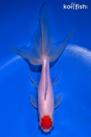 6.5" TANCHO WATONAI GOLDFISH