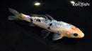 6" DOITSU SHIRO BEKKO