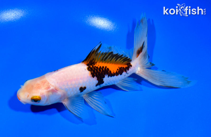 6.25" WATONAI GOLDFISH