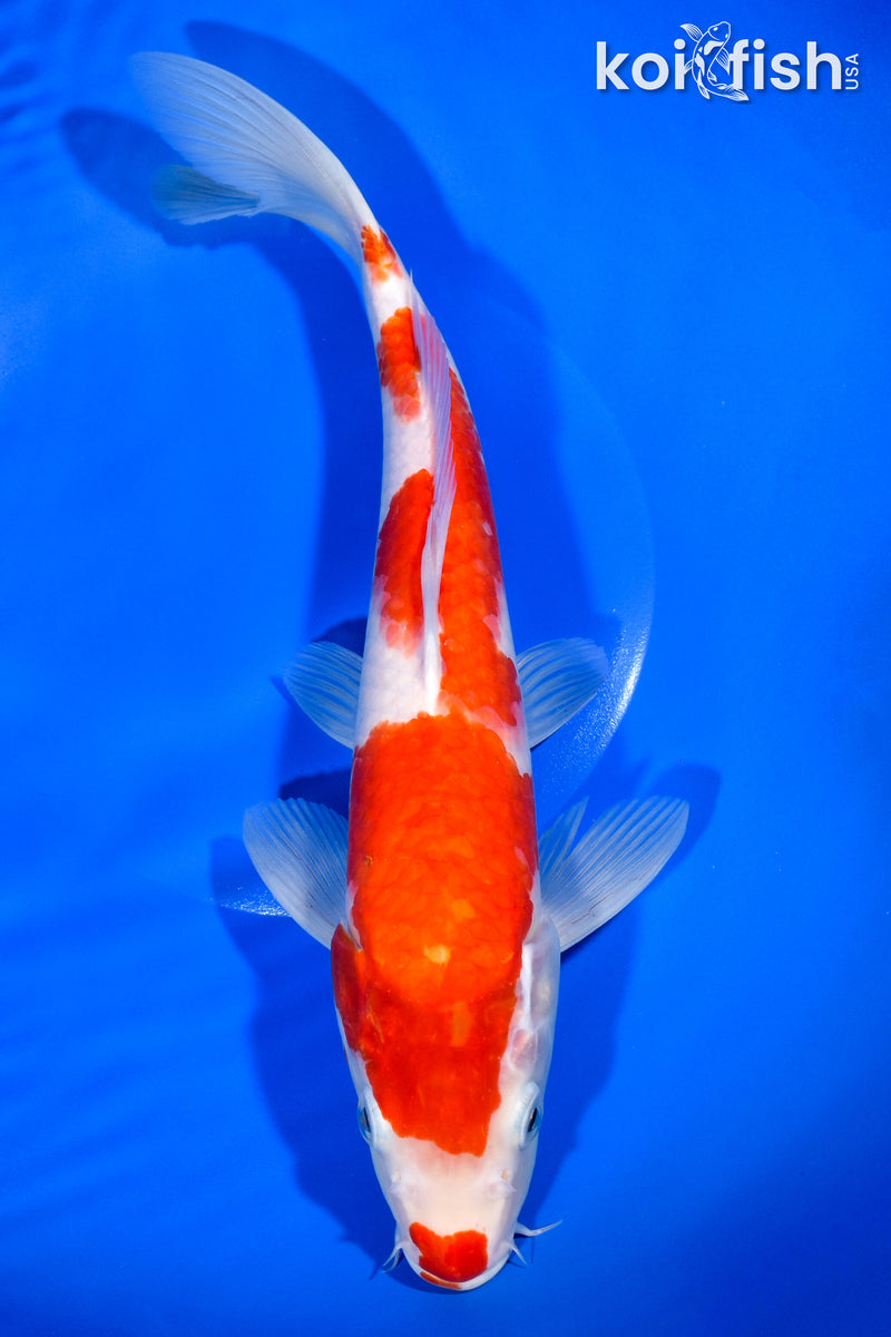 12.25" KOHAKU