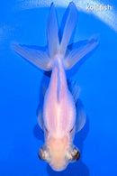 4.75" TELESCOPE FANTAIL GOLDFISH