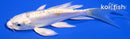 4.75" DOITSU LEMON HARIWAKE BUTTERFLY