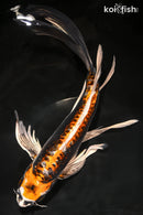 10.75" BENI KIKOKURYU BUTTERFLY
