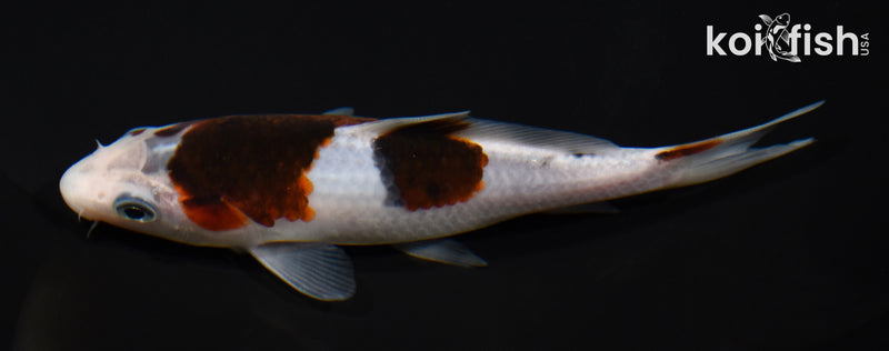 5.5" GOROMO