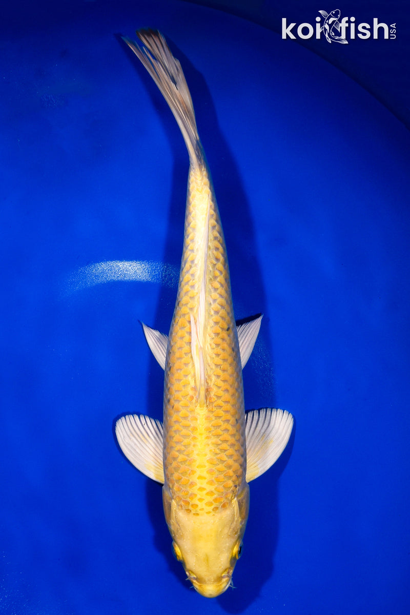 12.5" YAMABUKI OGON