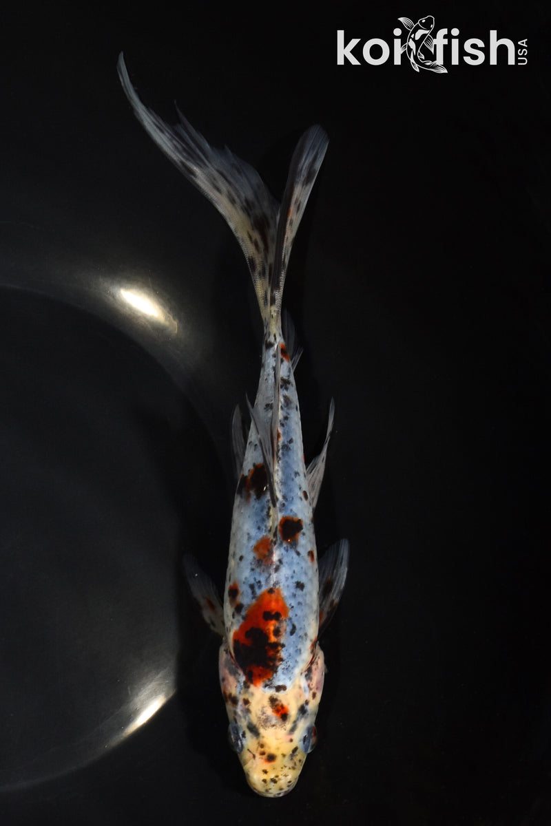 9" SHUBUNKIN GOLDFISH