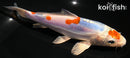 7.25" MARUTEN HEISEI NISHIKI