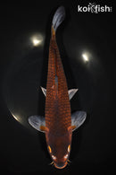 12.25" OCHIBA SHIGURE