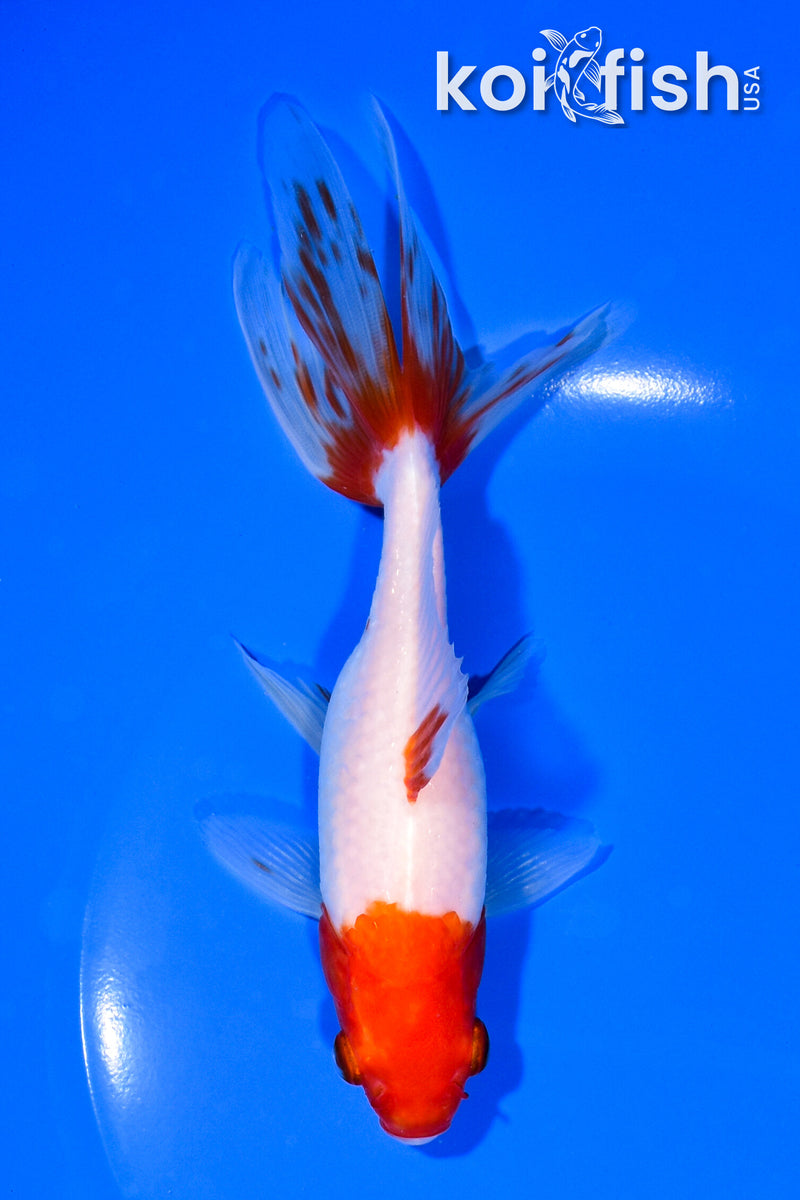 6" WATONAI GOLDFISH