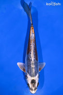 7.25" BENI KIKOKURYU