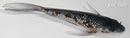 6.5" GINRIN OCHIBA SHIGURE BUTTERFLY