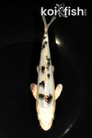 6.5" GIN SHIRO BEKKO