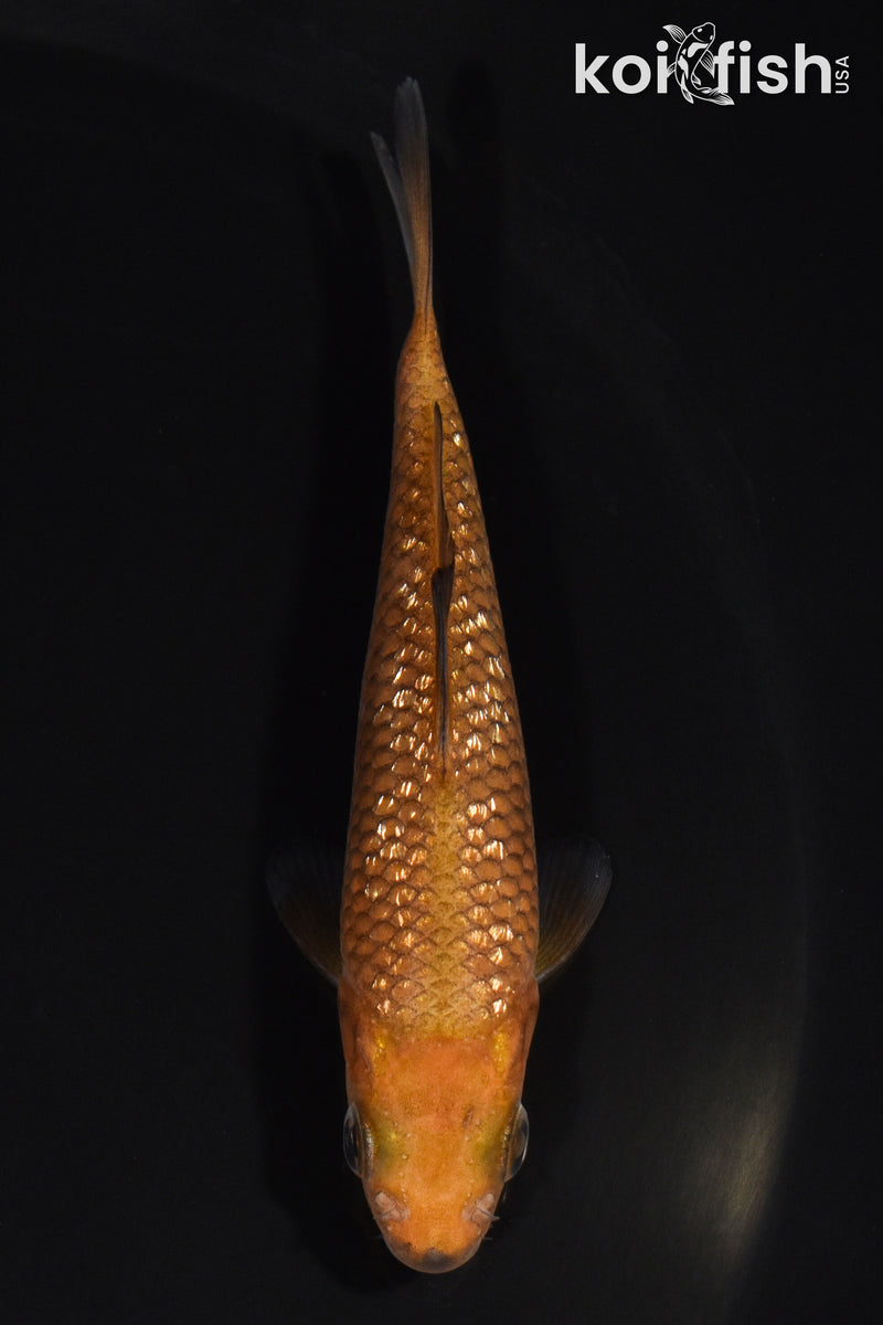 3.75" GINRIN CHAGOI