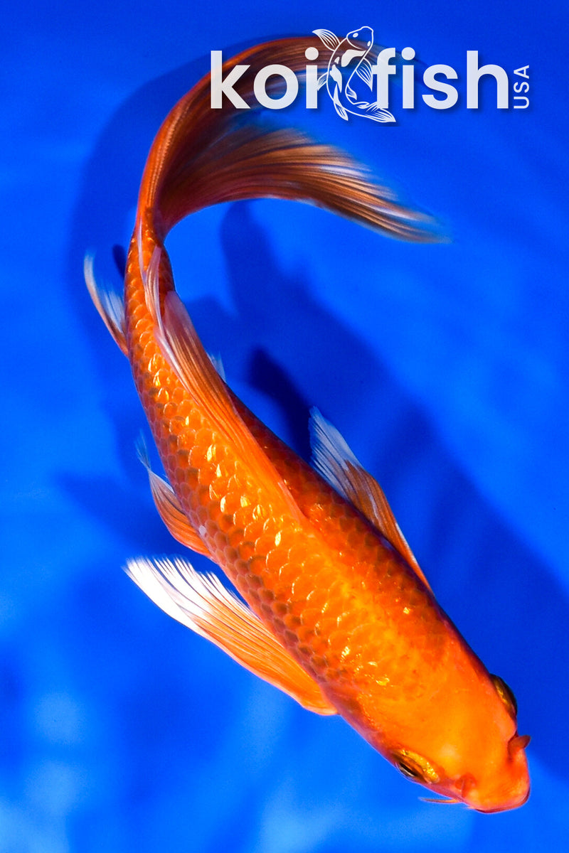 7.5" GINRIN ORENJI OGON BUTTERFLY