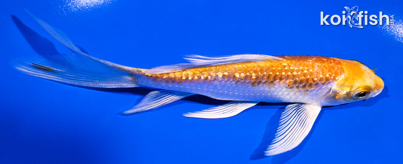 5.25" GINRIN LEMON HARIWAKE BUTTERFLY