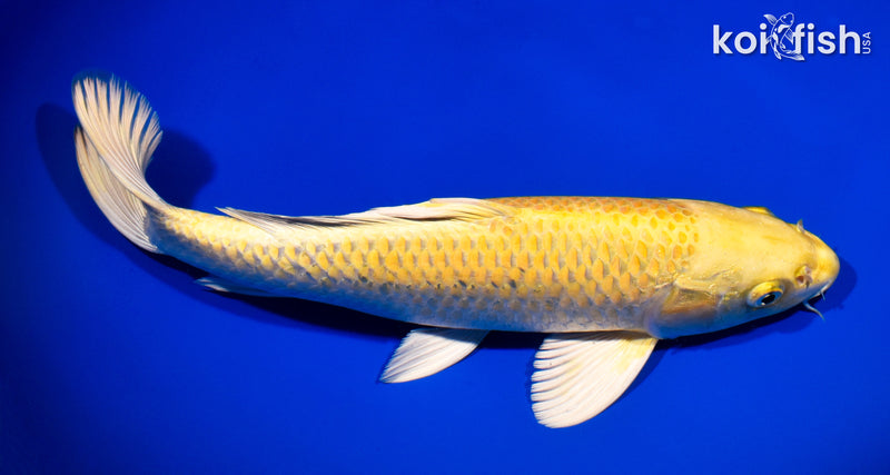 12.5" YAMABUKI OGON