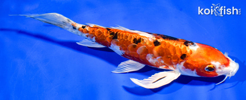8" HEISEI NISHIKI BUTTERFLY